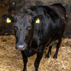 BBQ workshop van 'Kop tot Staart' - Wagyu | 16-10